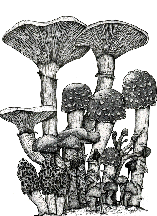 'A Bunch of Mushrooms' art print